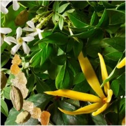 Molton Brown Ylang-Ylang Single Wick Candle -Illamasqua Sales 10998994 1764619558332539