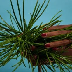 Veronique Gabai Sexy Garrigue Travel Size Eau De Parfum 10ml -Illamasqua Sales 13791308 2014975003668747